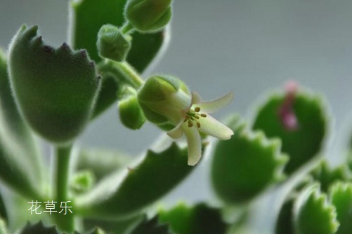动漫椅子欧美18videos极品，坐拥二次元的奇幻之旅