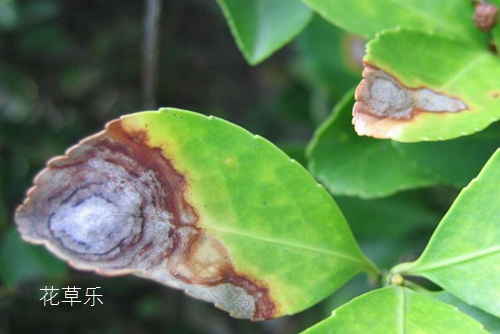 日本H动漫核心——，探索二次元文化的深度与边界