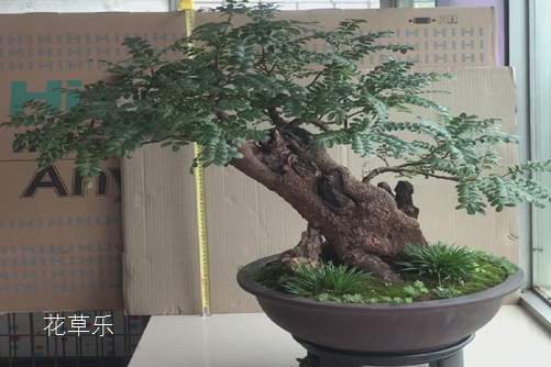 动漫拉肚子欧美18videos极品，那些让人捧腹又心疼的搞笑瞬间